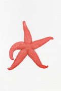 Decor starfish BA D1943